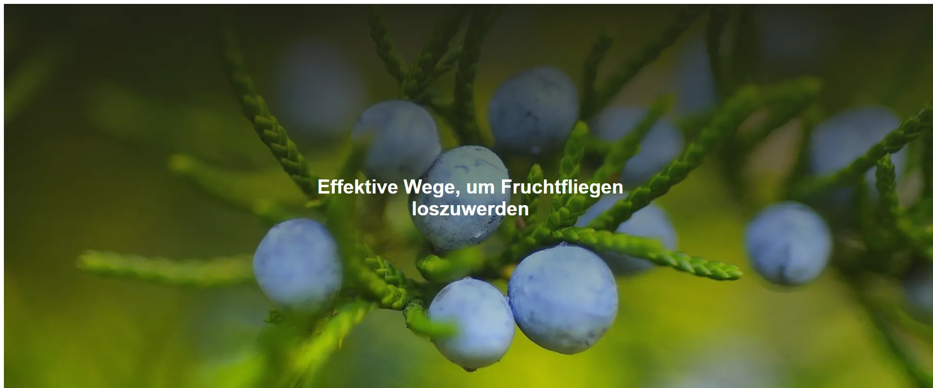 Effektive Wege, um Fruchtfliegen loszuwerden